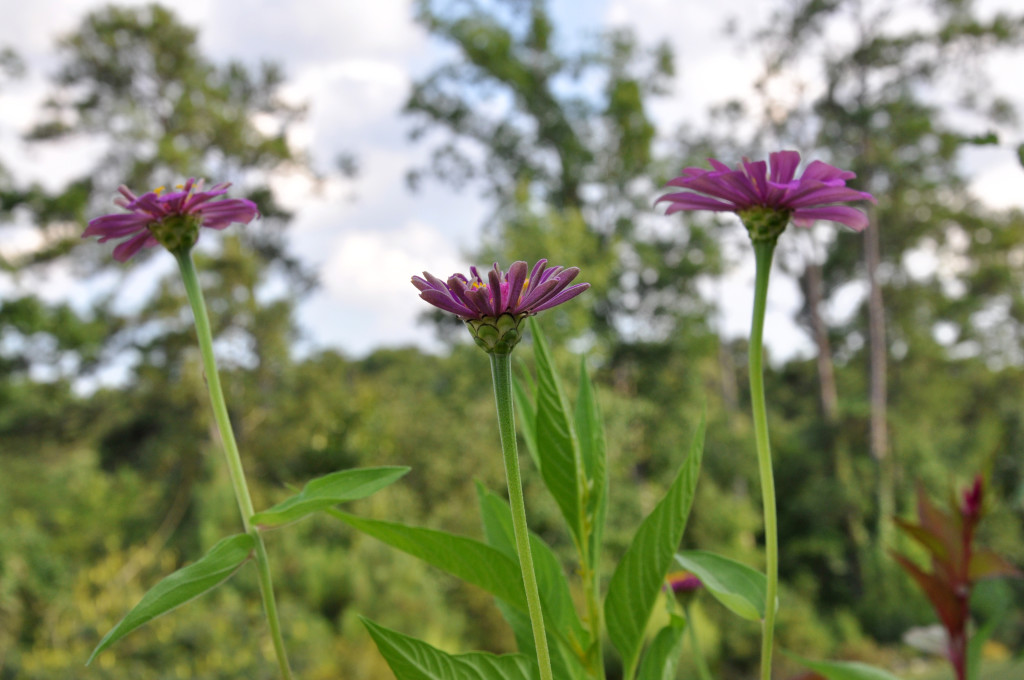 zinnias