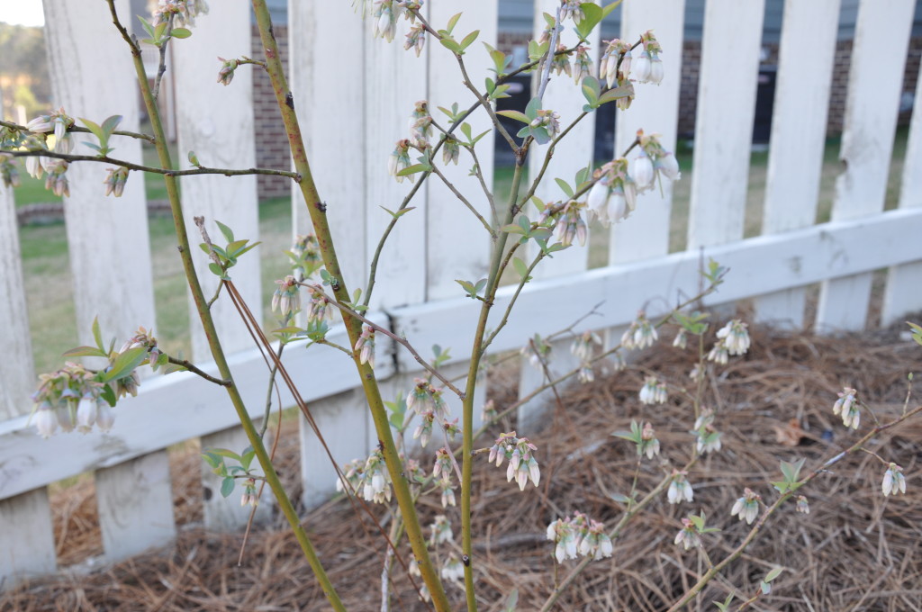 blueberries