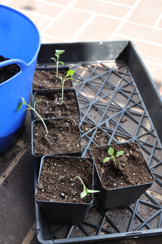 repotted tomatillos