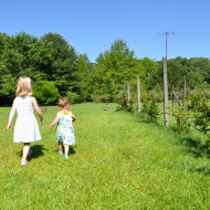 Greenberry picking